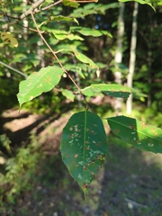 Eriophyes cerasicrumena