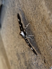 Desmia funeralis