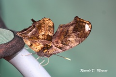 Consul fabius drurii