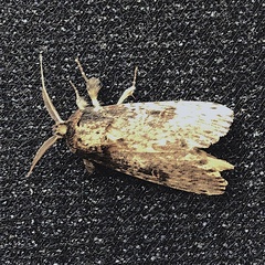 Thyridopteryx ephemeraeformis