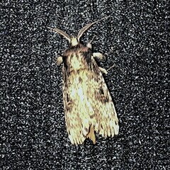 Thyridopteryx ephemeraeformis