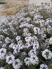 Verbenaceae
