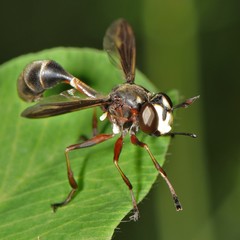 Physocephala furcillata