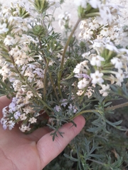 Verbenaceae