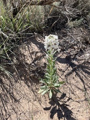 Dimorphocarpa wislizeni