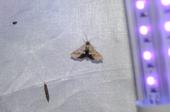 Heliothodes diminutiva