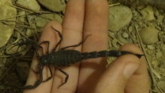 Hottentotta zagrosensis