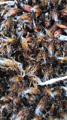 Polytrichum piliferum