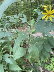 Helianthus