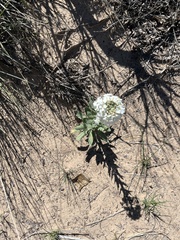 Dimorphocarpa wislizeni