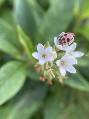 Coleomegilla maculata