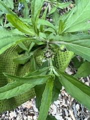 Eclipta prostrata