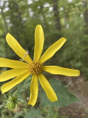 Helianthus