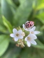 Coleomegilla maculata