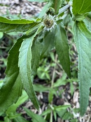 Eclipta prostrata
