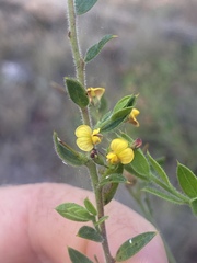 Daviesia filipes
