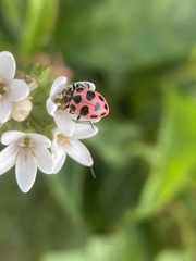 Coleomegilla maculata