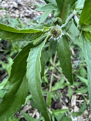 Eclipta prostrata