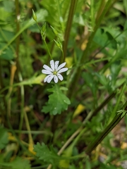 Stellaria longifolia