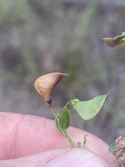 Daviesia filipes