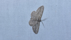 Anavitrinella pampinaria