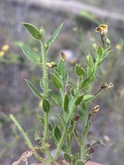 Daviesia filipes
