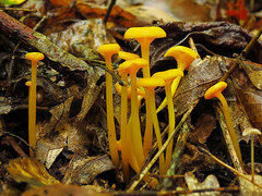Gloioxanthomyces nitidus