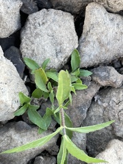 Eclipta prostrata