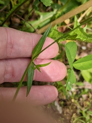 Stellaria longifolia