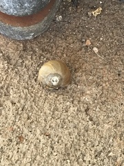 Zachrysia provisoria