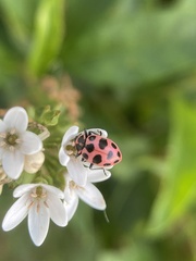 Coleomegilla maculata