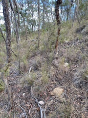 Daviesia filipes
