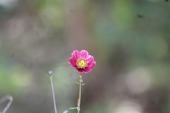 Cosmos scabiosoides