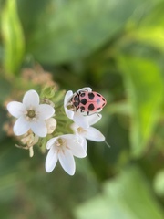 Coleomegilla maculata