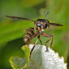 Physocephala furcillata