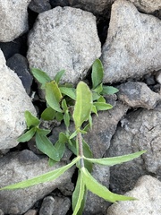 Eclipta prostrata