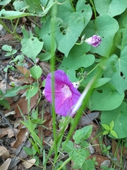 Ipomoea orizabensis