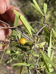 Denhamia cunninghamii