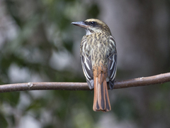 Myiodynastes maculatus