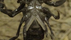 Hottentotta zagrosensis