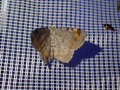 Macaria liturata