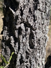 Denhamia cunninghamii