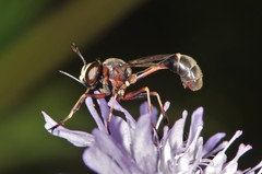 Physocephala furcillata