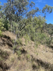 Denhamia cunninghamii