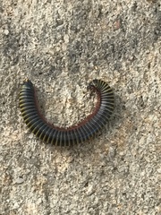 Anadenobolus monilicornis