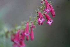 Penstemon roseus