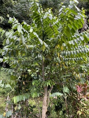 Cananga odorata