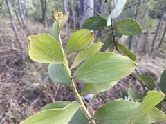 Acacia nesophila