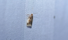 Clepsis melaleucanus