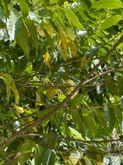 Cananga odorata